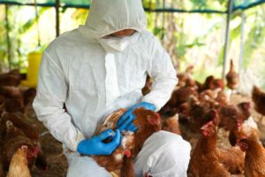 Bird,Flu,,Veterinarians,Vaccinate,Against,Diseases,In,Poultry,Such,As